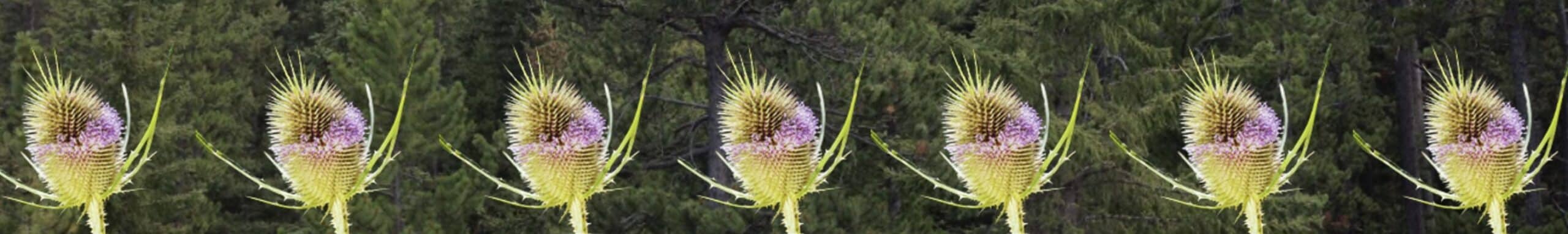 microagujas radiofrecuencia portada